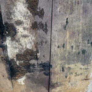 Mold Inspection Services