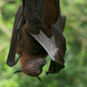 Bats Inspection Square